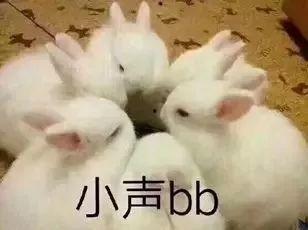 网红兔兔在线剧情,兔兔网红的奇幻冒险之旅